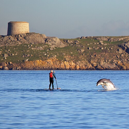dolphin